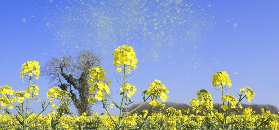 How to treat hayfever