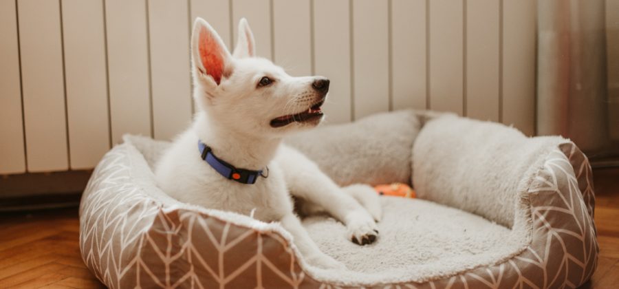 how to keep dog warm in crate