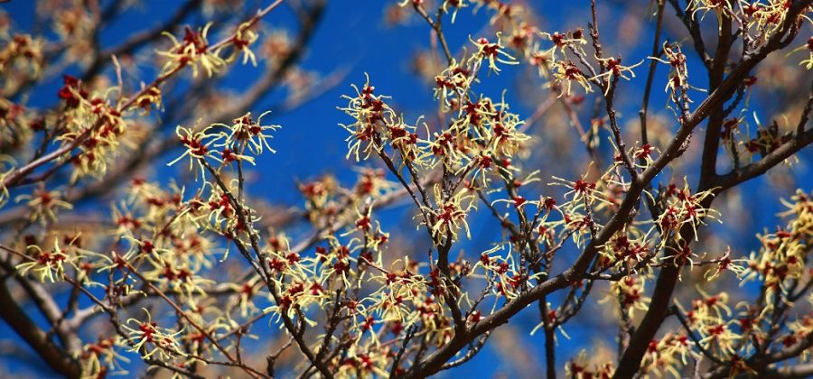 What is witch hazel?