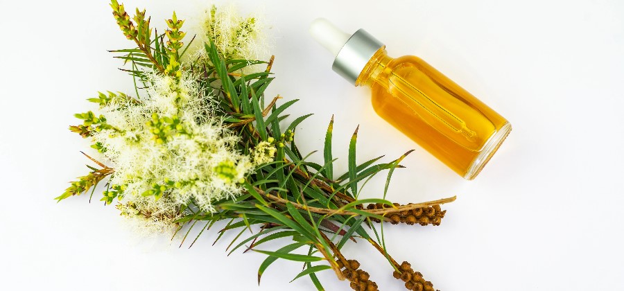 The benefits of tea tree oil