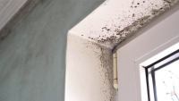 How to Get Rid of Mould the first time