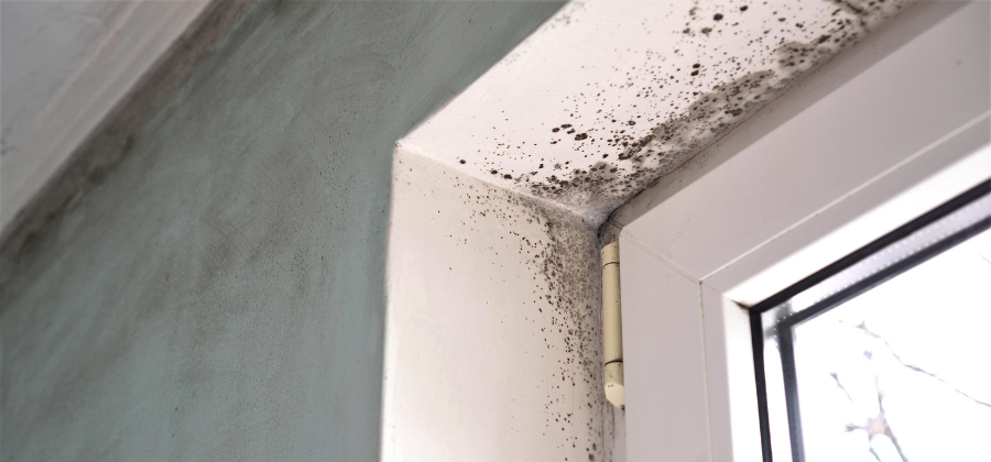 How to Get Rid of Mould the first time
