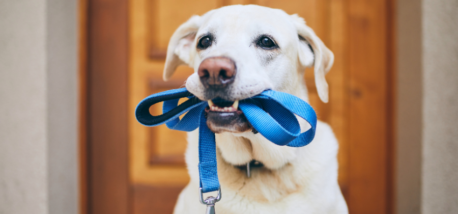 How to Make Dog Walks More Fun: Simple Tips to Turn Every Walk Into an Adventure