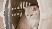 Preparing for Your New Kitten: A Complete Guide
