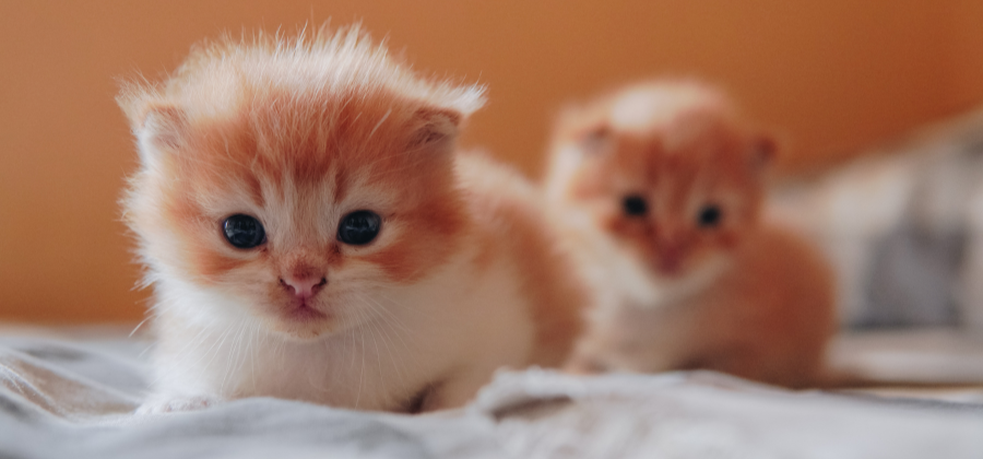 Preparing for Your New Kitten: A Complete Guide