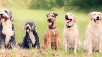 Dog Feeding Guide: How to Keep Your Dog Healthy