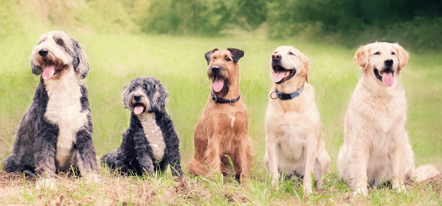 Dog Feeding Guide: How to Keep Your Dog Healthy