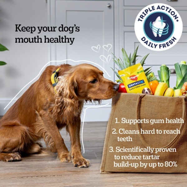 Pedigree Dentastix Chews Large Dog 4 Pack
