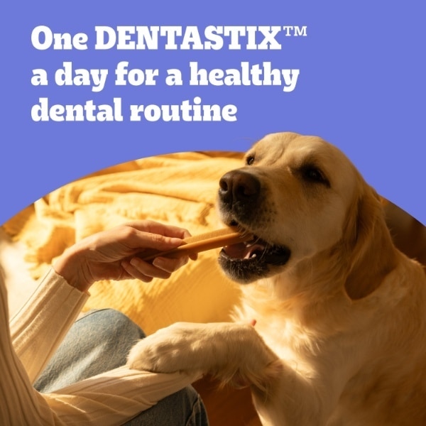 Pedigree Dentastix Daily Dental Chews Large Dog Treats 4 Sticks